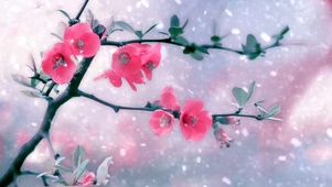 寒冬雪梅