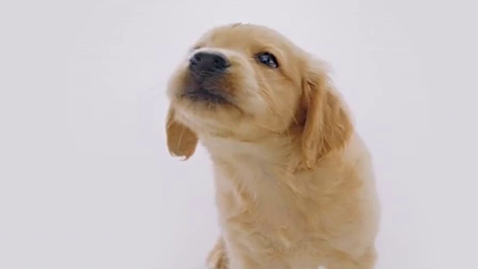 纯白背景前的浅金色金毛幼犬，正脸微抬望向上方，毛发柔和蓬松。