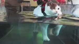 水中走路的猫咪