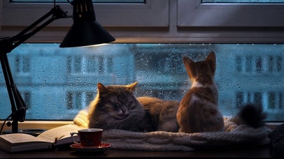 雨天猫咪温馨