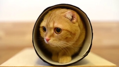 纸筒里的猫