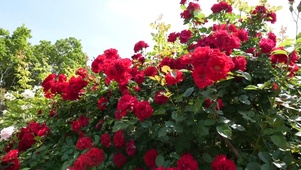 月季花