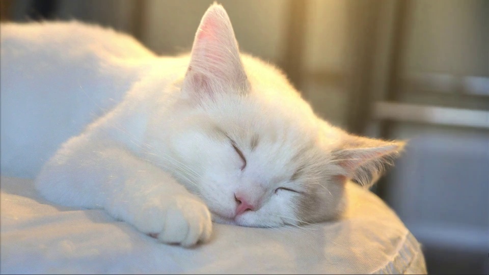 暖调柔光里，一只白棕长毛小猫闭着眼睛蜷爪熟睡在浅米色软垫上