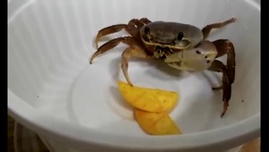 螃蟹