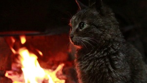 火旁的小猫