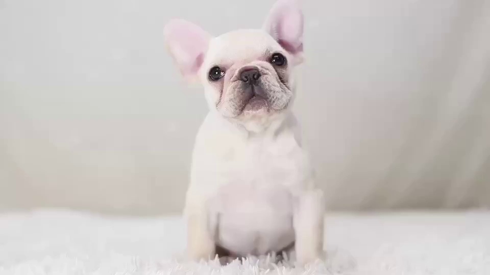 室内简约环境中，一只白色法国斗牛犬幼犬看向镜头，毛发蓬松洁白。