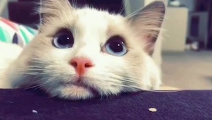 猫咪静静地看着你