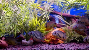 鱼缸