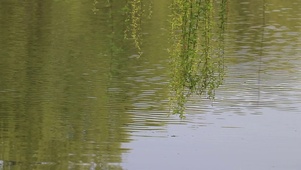 河边柳树