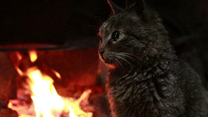 火旁的小猫