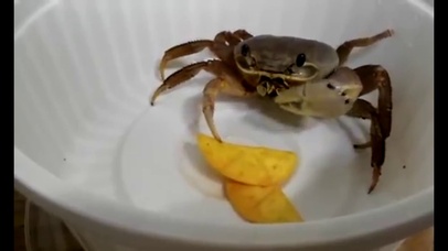 螃蟹
