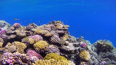 海洋生物