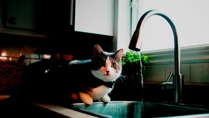 舔鼻子的猫