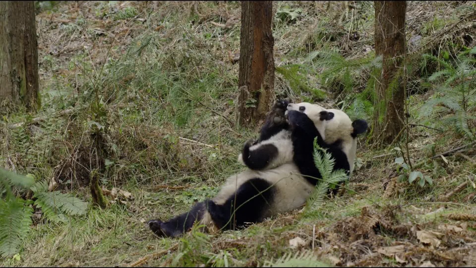 两只大熊猫在林间草地躺卧互动的实拍画面
