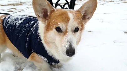 雪地里的柯基