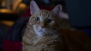 逐渐瞌睡的猫