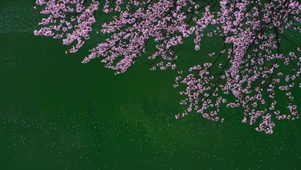 飘落的樱花