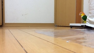 可爱鹦鹉