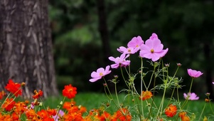 花的世界
