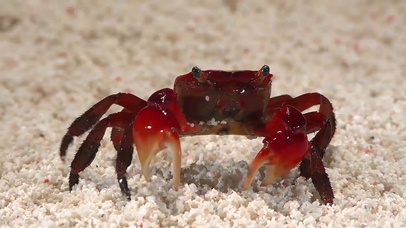 红色螃蟹