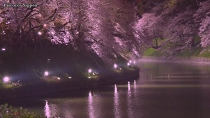 樱花树夜景