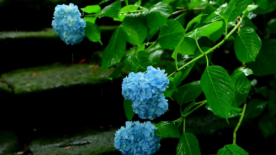 雨天林间石阶旁，三簇带雨水的淡蓝色绣球花与翠绿叶片分布在画面右侧及中上区域，左侧为深色虚化林间背景。