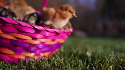 幼年的鸡仔小狗和兔子