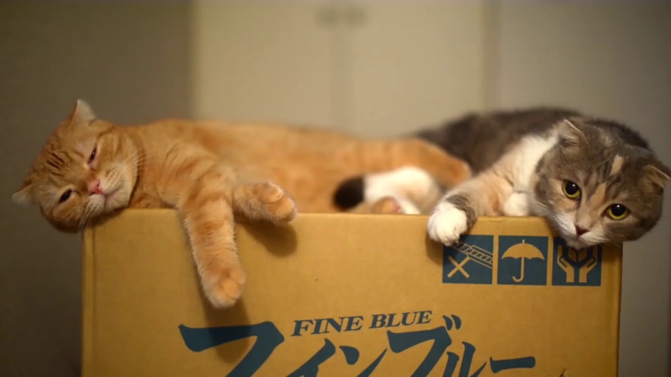 两只短毛猫趴在印有标识的棕色瓦楞纸箱边缘，背景为虚化的浅米色室内墙面。