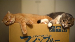 箱子上的小猫