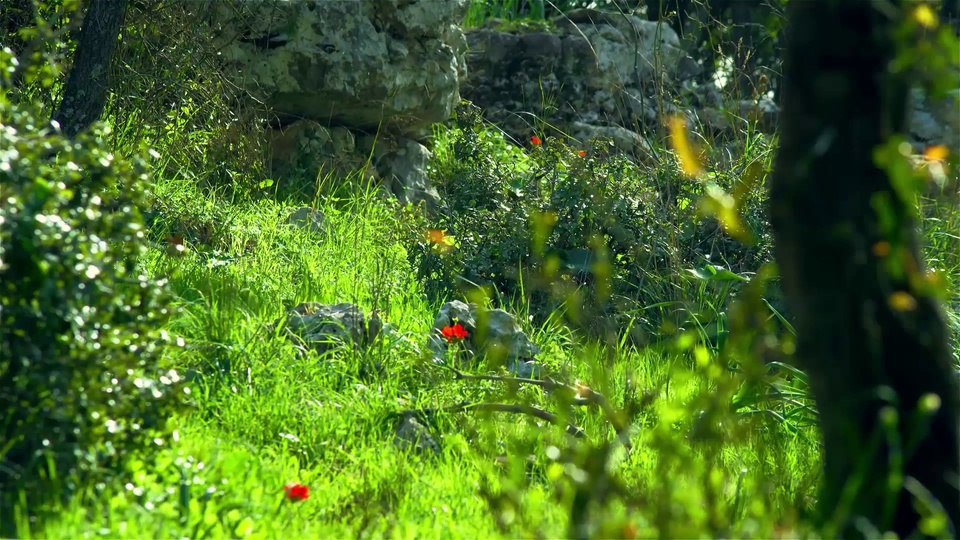 阳光林间草地散落着红色小花，前景植被虚化。
