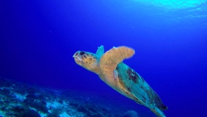 海龟1
