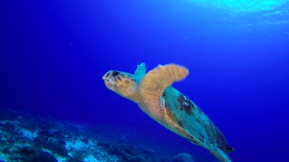 海龟1