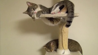 猫爬架上的猫眯