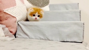 小黄小奶猫
