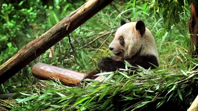 吃竹子的熊猫