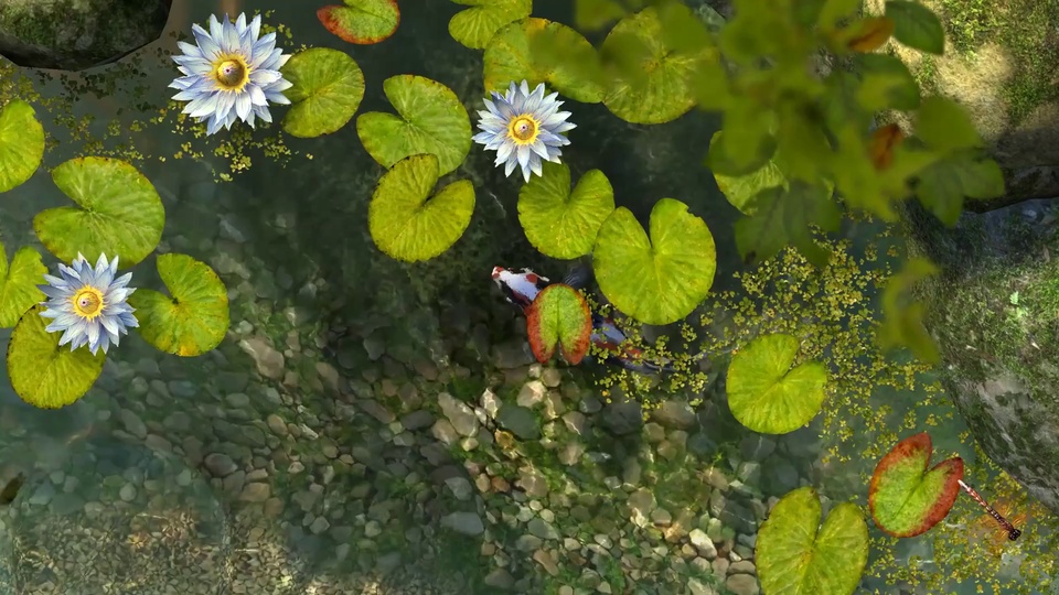 俯视视角下的清澈池塘，水面错落分布带红褐色叶缘的鲜绿色睡莲叶与泛白浅绿蓝色睡莲花，水面散落黄色浮萍，下方游着红白黑三色锦鲤，池底铺满鹅卵石，边缘环绕覆有苔藓的灰褐色岩石。