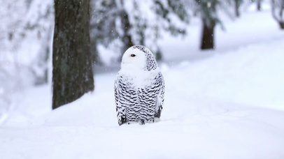 雪鸮