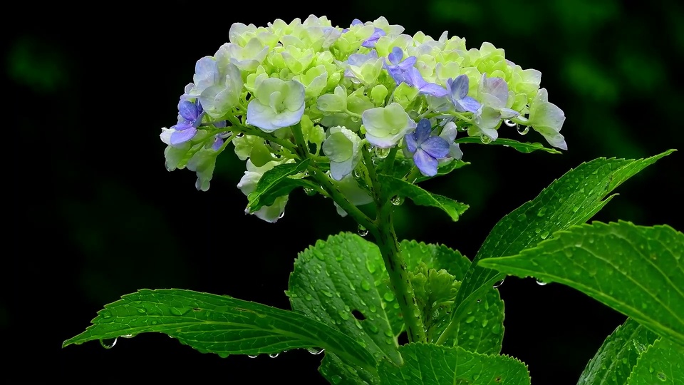青蓝绣球花特写，花瓣与鲜绿叶面上挂着透亮水珠，背景为纯黑虚化暗绿。