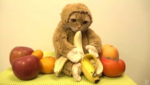 萌猫吃香蕉