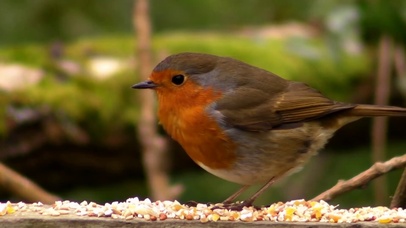 吃东西的小胖鸟