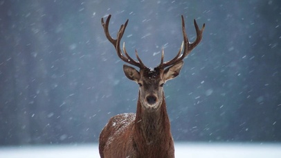 雪中麋鹿
