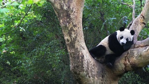 树上睡觉的熊猫