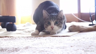 网红扭屁股小猫