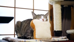 瞌睡的猫