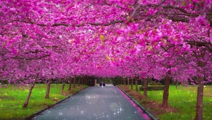 樱花雨
