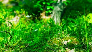 碧绿小草