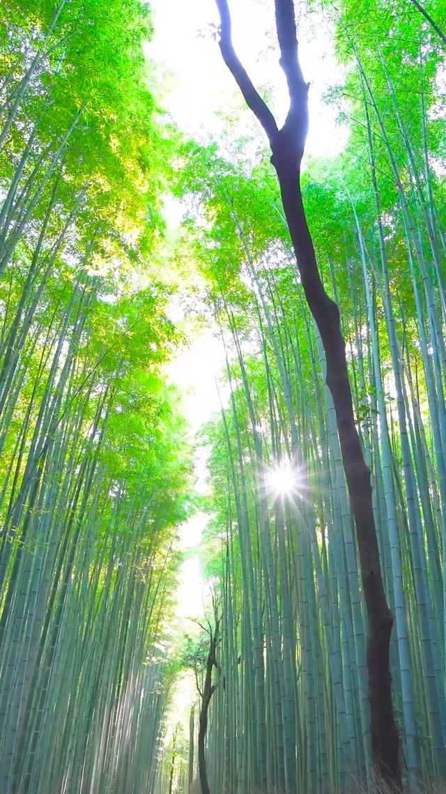 4k翠竹 风景手机动态壁纸 风景手机壁纸下载 元气壁纸