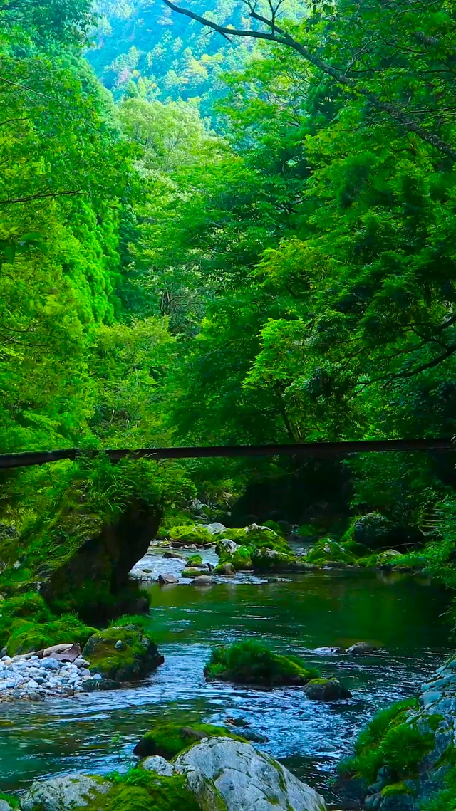 4K护眼绿林溪流