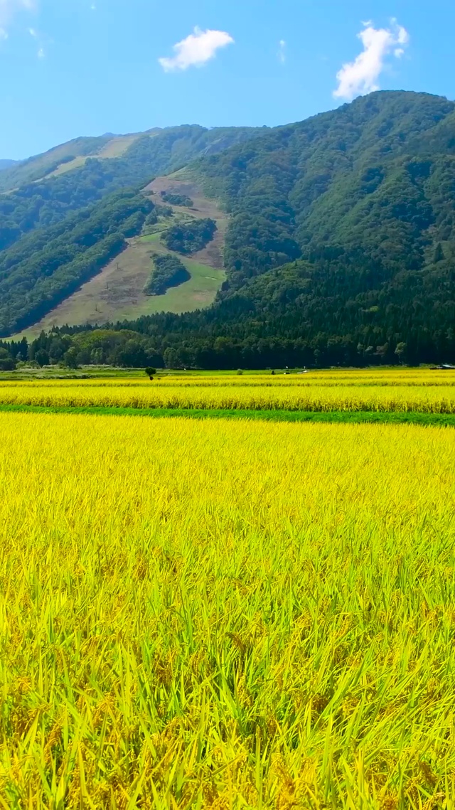 4K金黄色的稻田