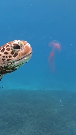 海龟吃水母